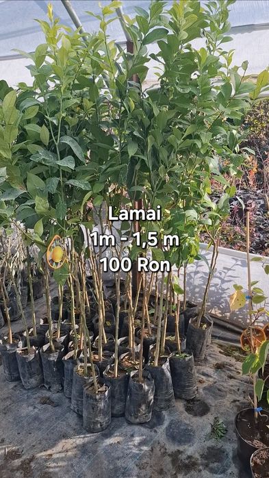 Plante exotice, kaki, kiwi, curmal, maslin, lamai, portocal, rodiu