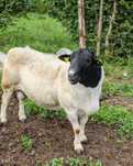 Berbec Dorper exemplar deosebit