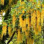 Wisteria (Glicina Galbena)