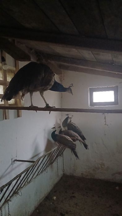 Vînd  păuni tineri standard din mai și iulie 2025.