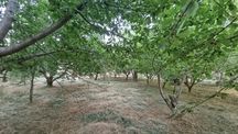 Под застройку,15 соток,2хона, угловой,есть сад,Сойлиқ,Ок-тош,Газалкент
