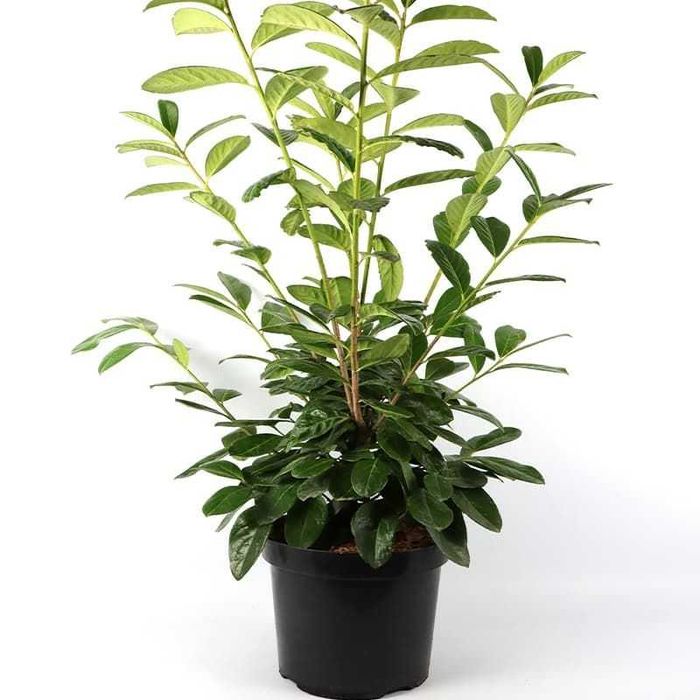 Prunus laur englezesc Caucasica rotundifolia Novita