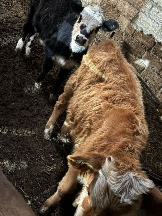 Продамя телят 4 шт