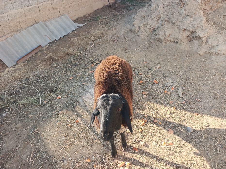 Кошкар сатылады...