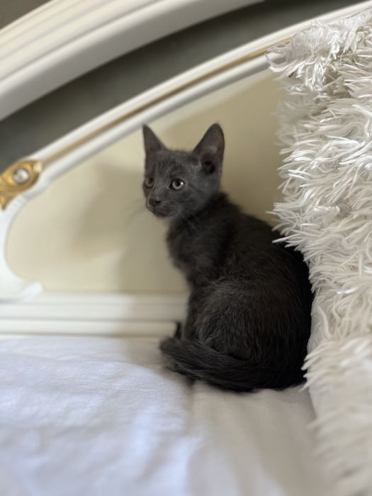 motanel albastru de rusia