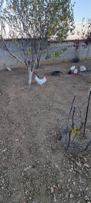 Петли бял легхорн 4 броя