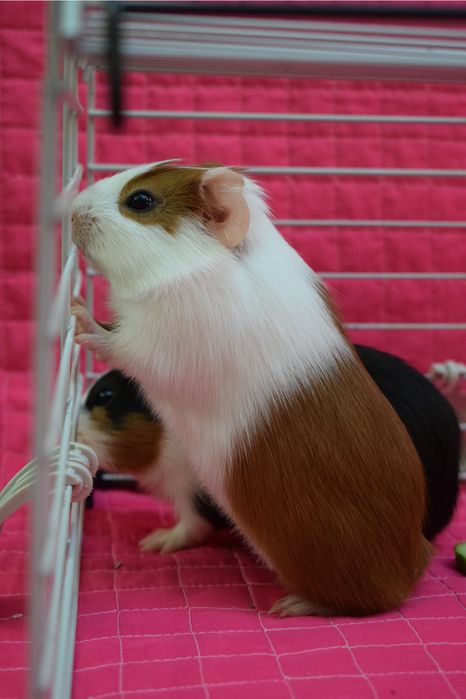 Porcușori de guinea