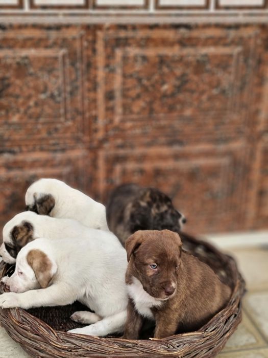 Pitbull..bollari sotiladi garantyasi bor tozza narsalar.