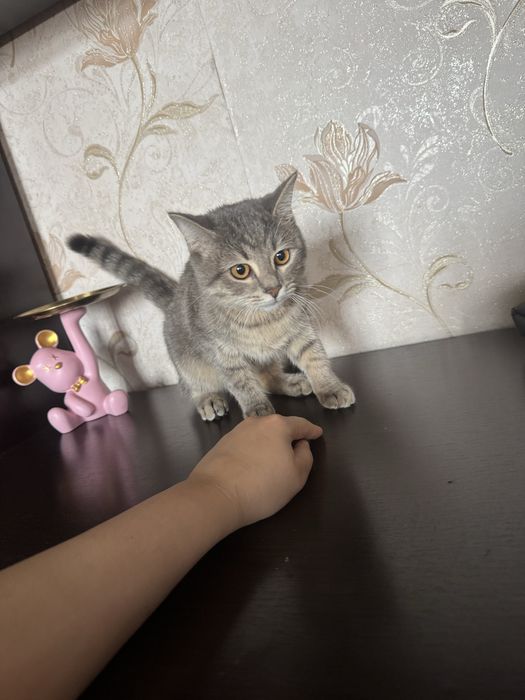 Vyazgaka erkek mushuk kerek