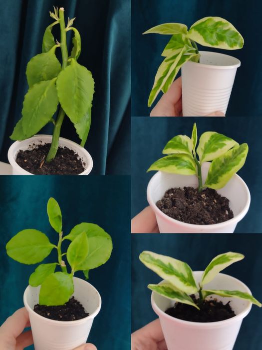 Цветы Пеперомия, Декабрист, Колеус, Педилантус