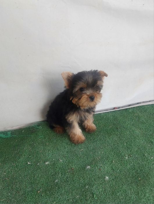 Йоркширски териер