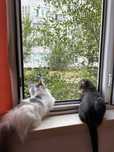 Котята 6 месячные.Мальчики оба