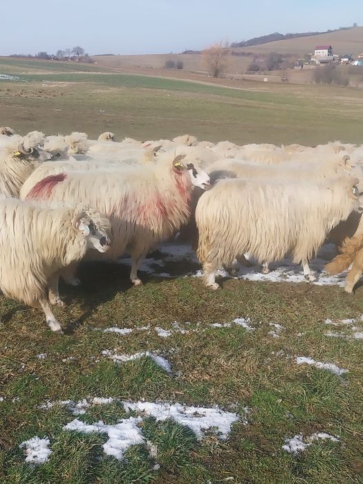 Vând 100 oi țurcane.