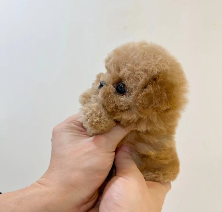 Maltipoo Mini Toy ,Certificat Pedigree UCHR , Microcip si pasaport