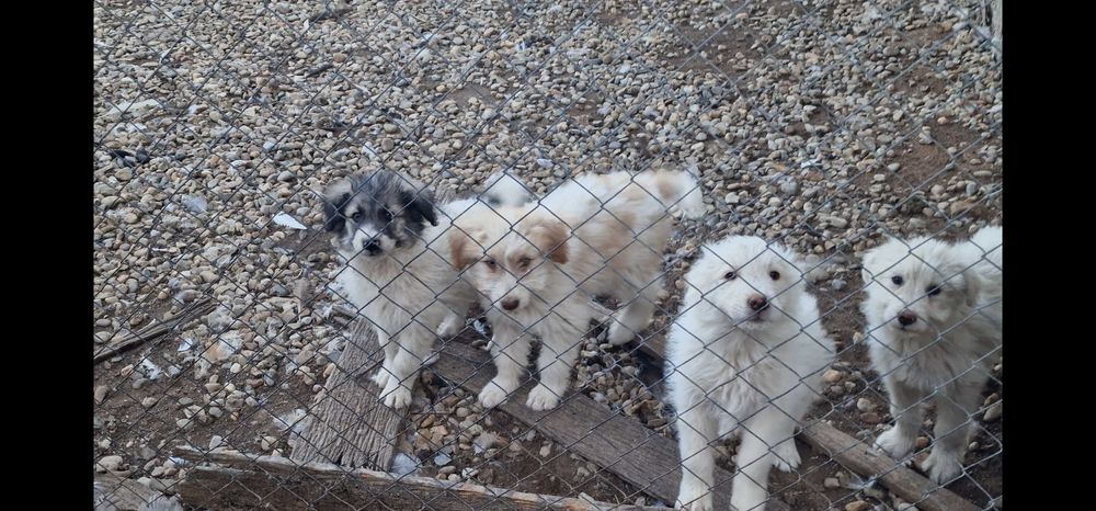 Donez cățeluși!!!