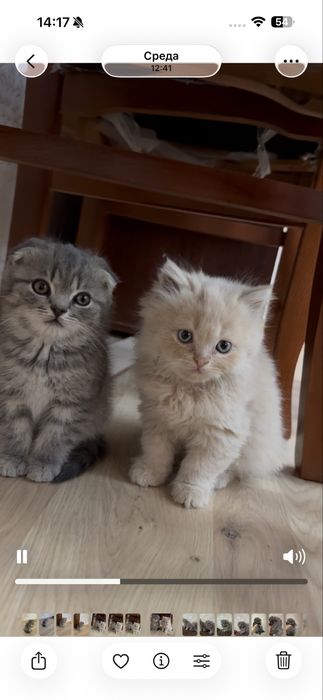 Продаются породистые котята