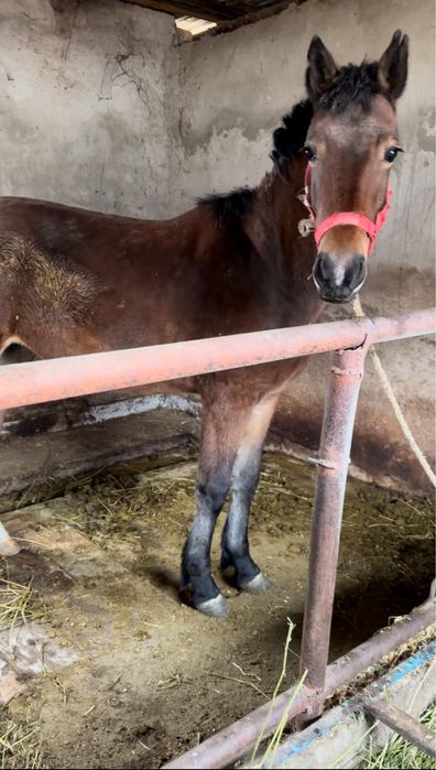 1,5 жасар ургашы тай