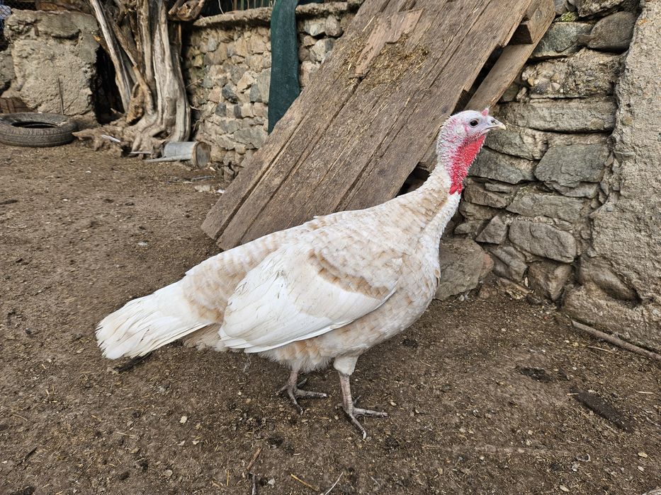 Пуйки и Пуяци за прадниците.