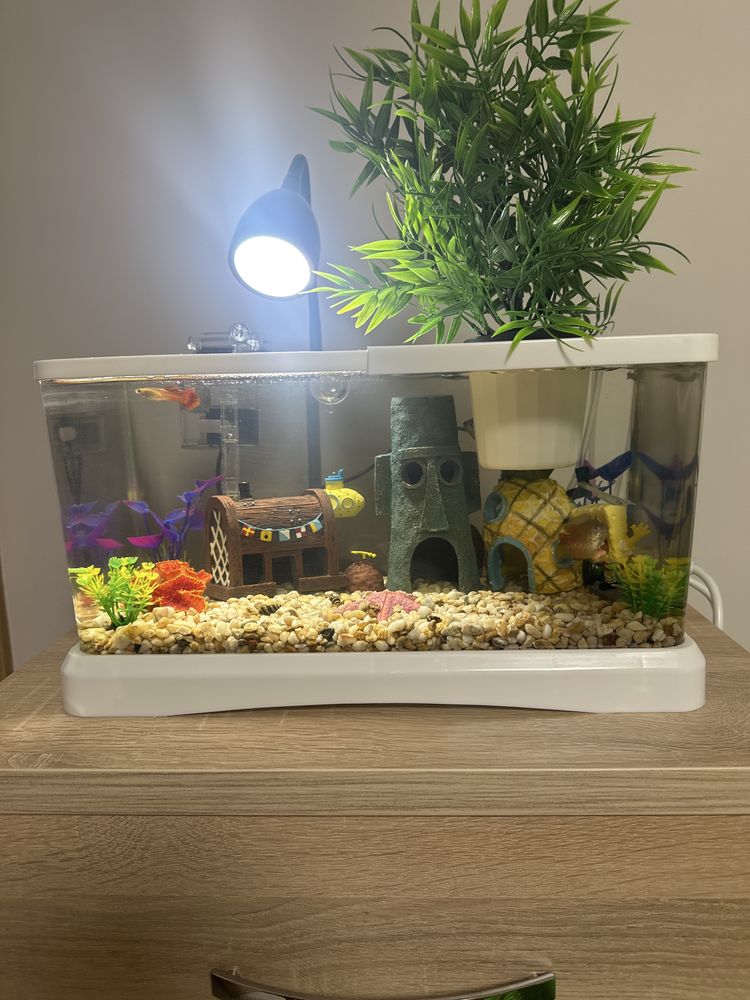 Sponge bob aqarium