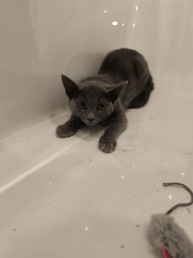 Подарявам 3 котенца