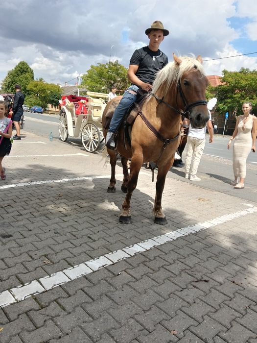 Mânză de 2 ani foarte frumoasa și cuminte