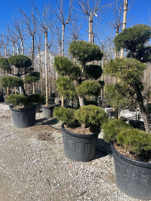 Bonsai din pin calitate extra