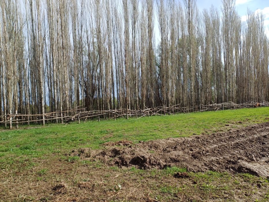 Терек сатылады .Балка страфелла