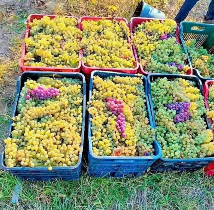 Struguri de vin