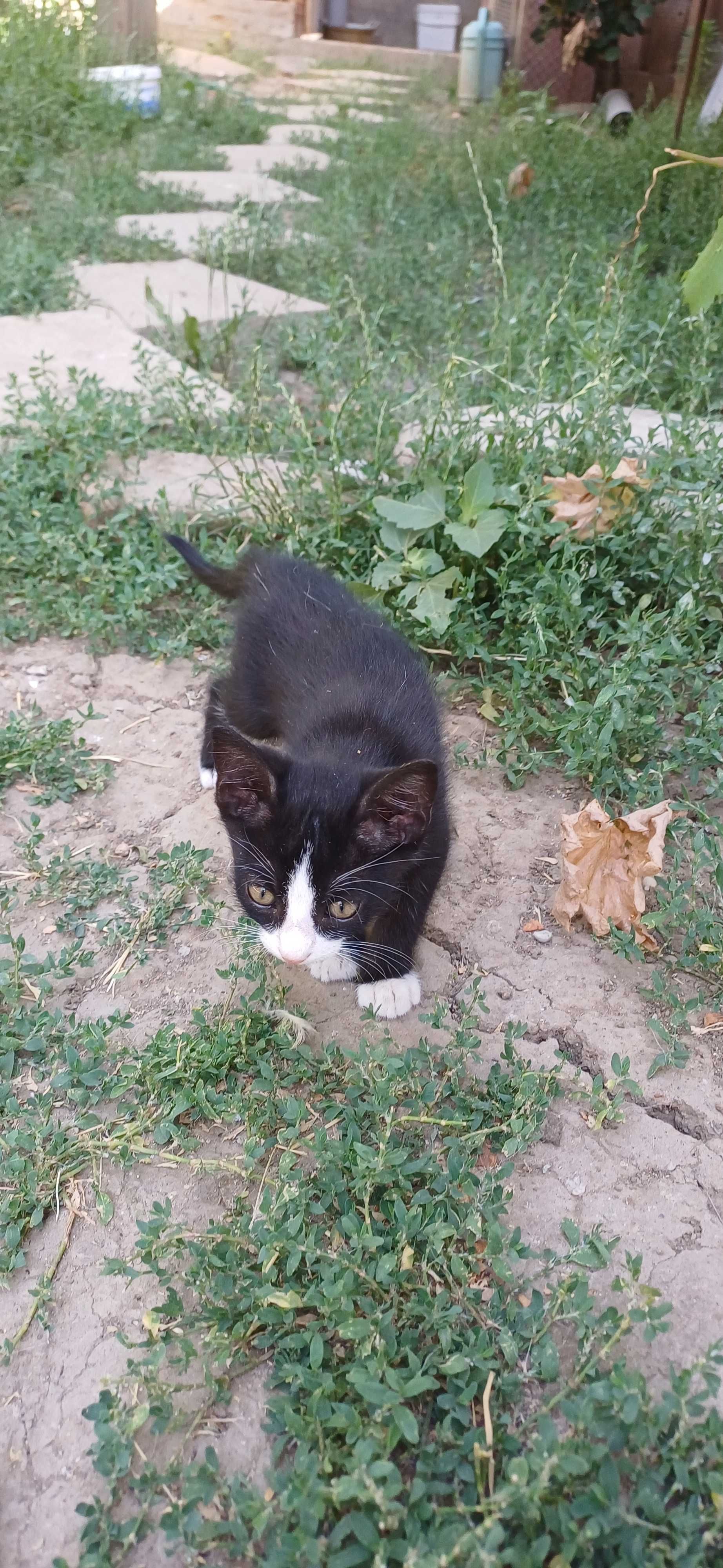 Donez pui de pisica