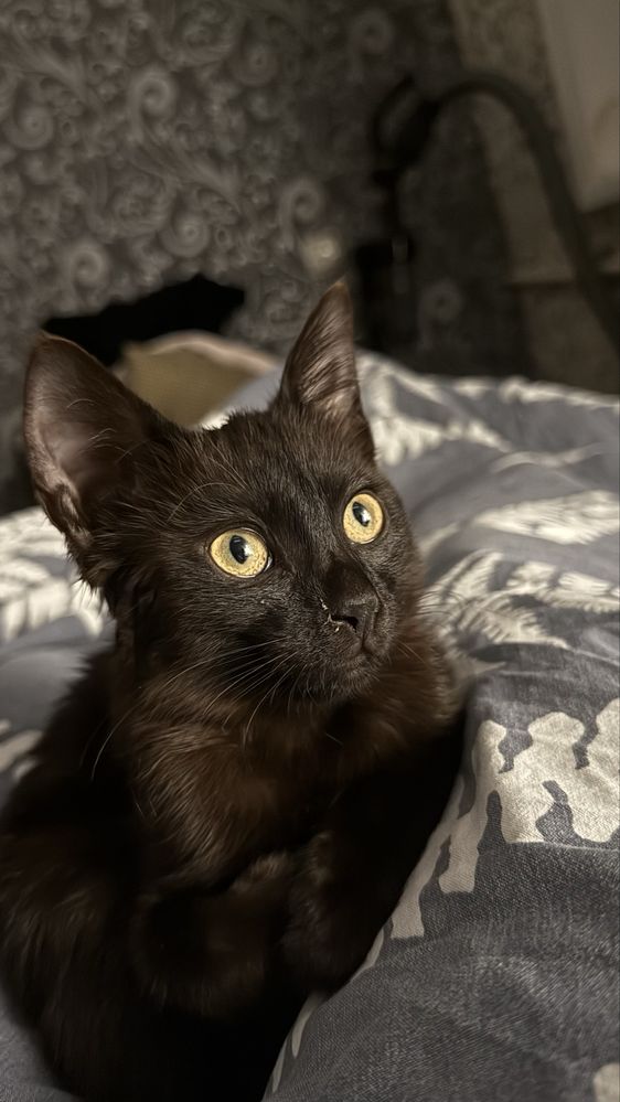 Отдаются в добрые руки кот и кошка
