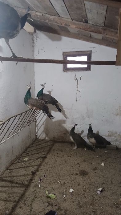 Vînd  păuni tineri standard din mai și iulie 2025.