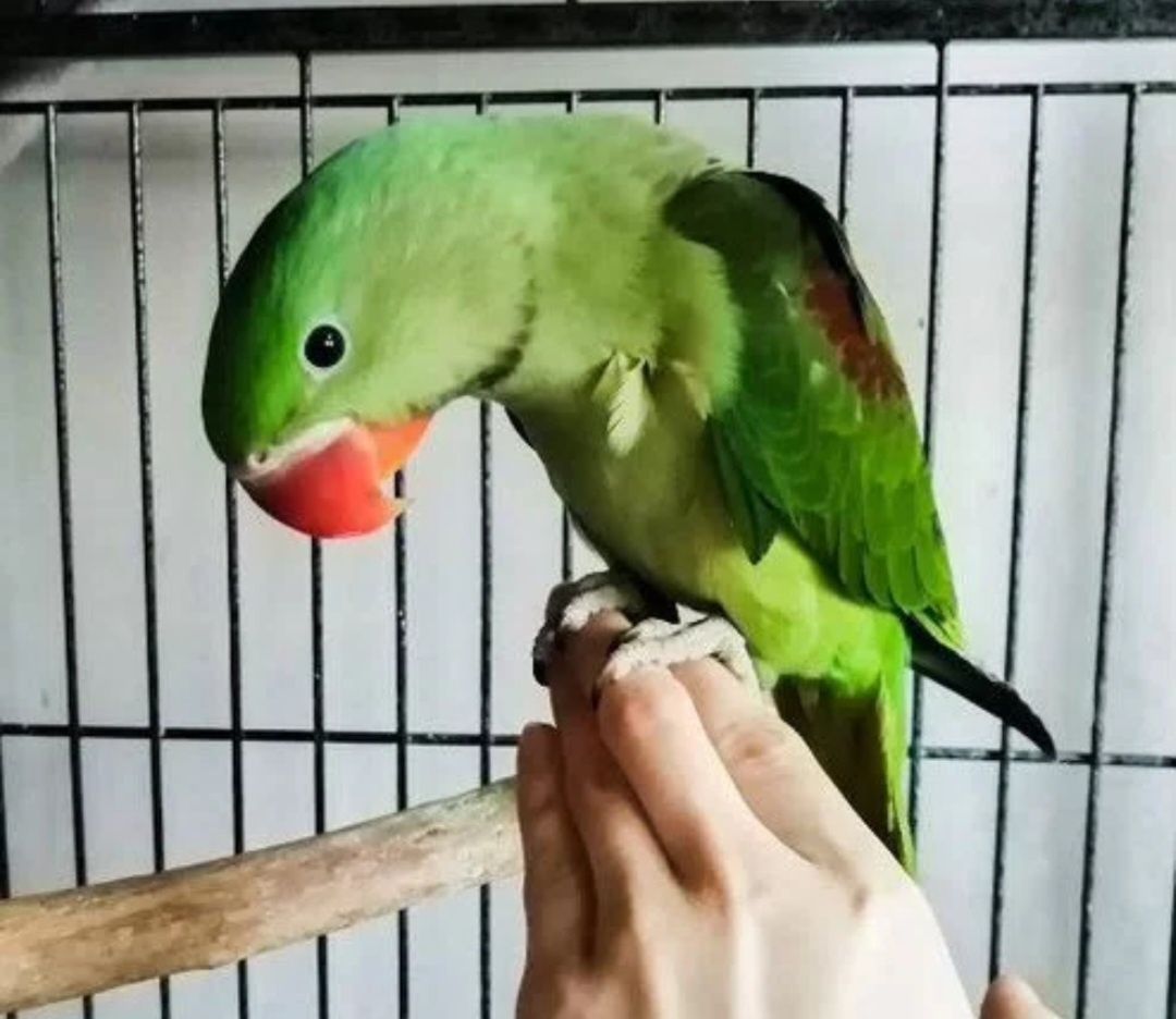 Продам Александрийских попугаев  (самочки)