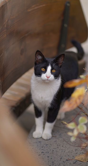 Кошечка БУСИНКА и ее братики в поисках дома!