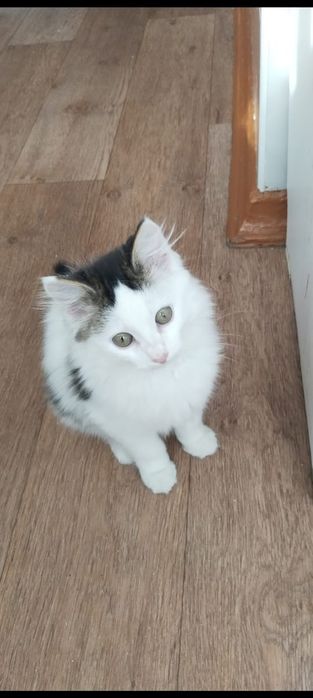 Отдам в хорошие руки котенка