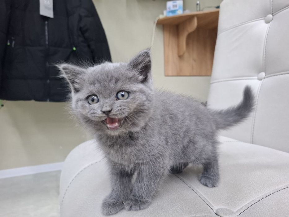 Scottish Fold britan 2 ayliq