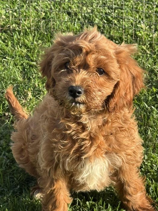 Кавапу две момчета