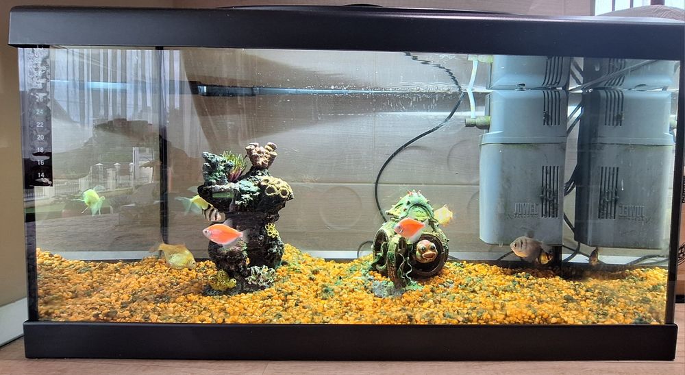 Acvariu Diversa foarte bine intretinut