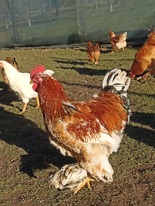 Vând cocoșii Brahma