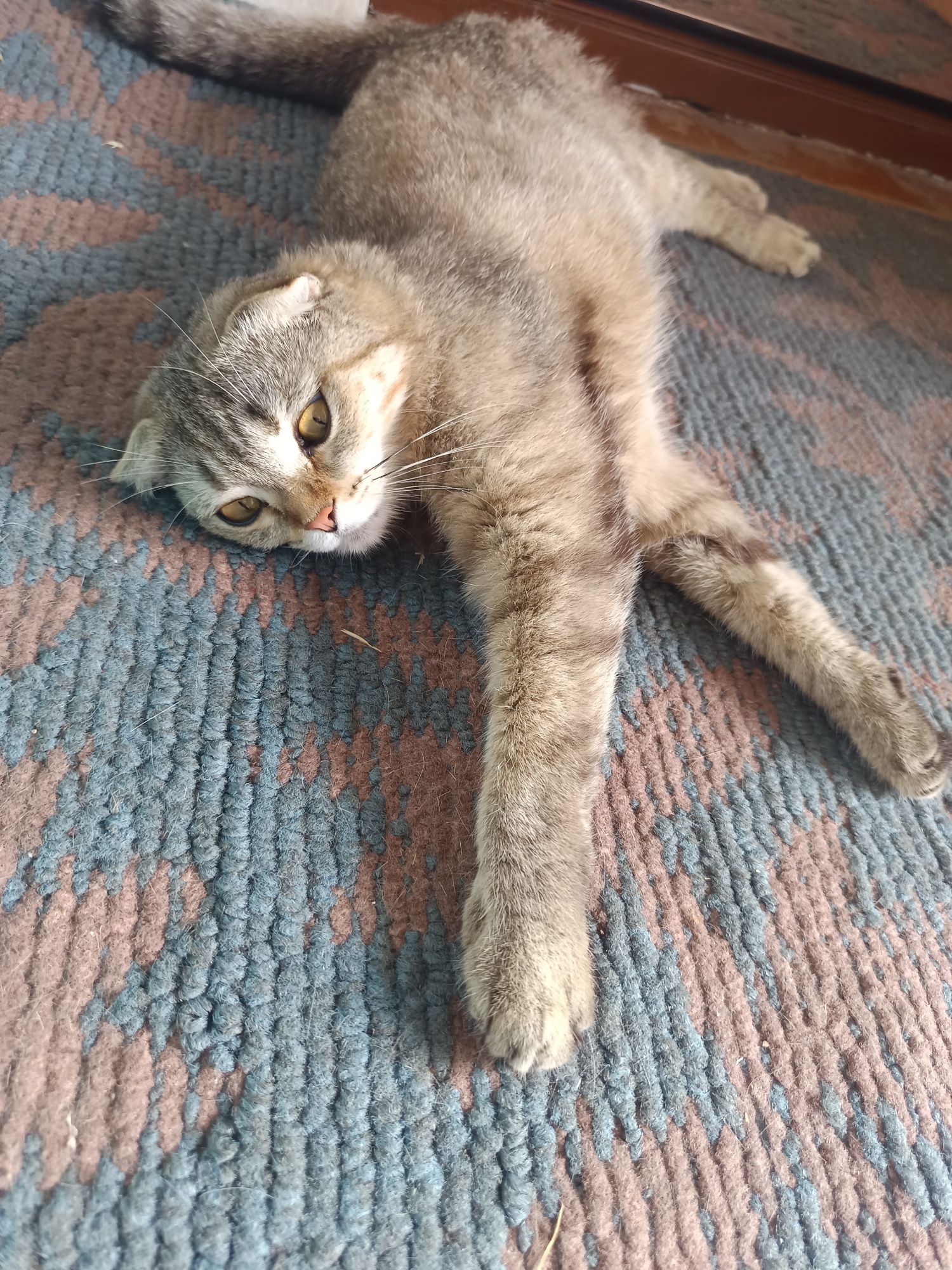 Отдам котят с мамой