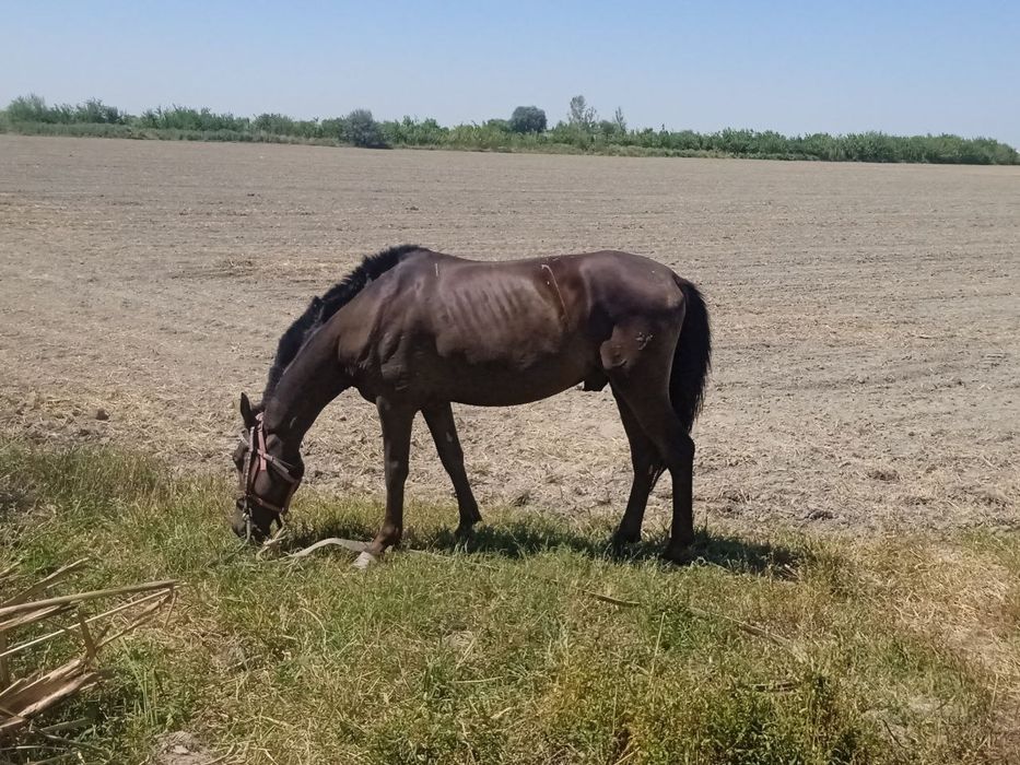 Ot sotiladi. Boqilgan tayyor, zoti toza. Yeyishi zo‘r