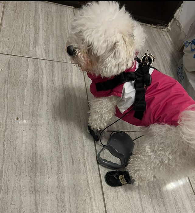 Donez Bichon fetița