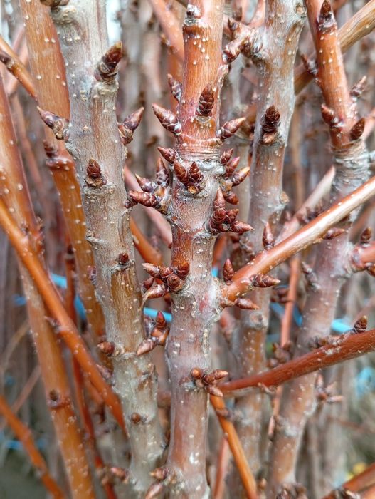 Овошни дървета цена 7лв на дребно