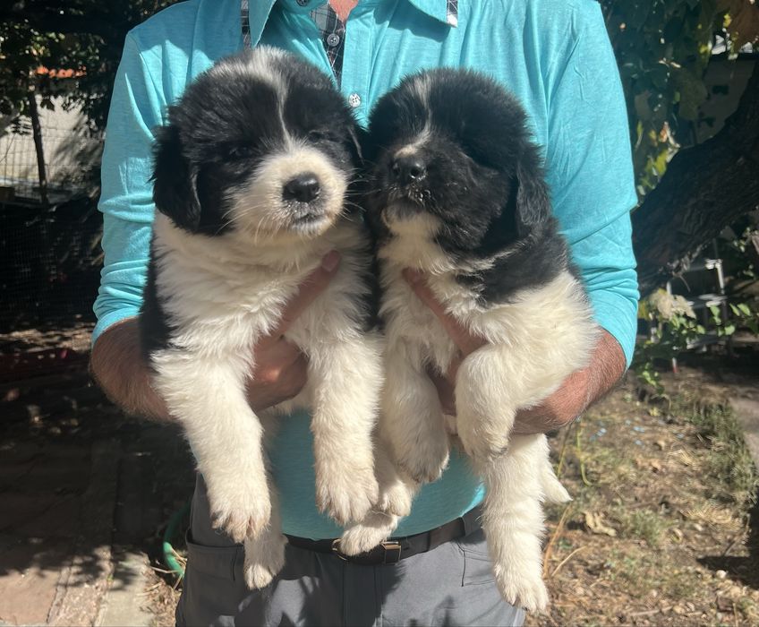 Каракачанка / Българско овчарско куче с родословие