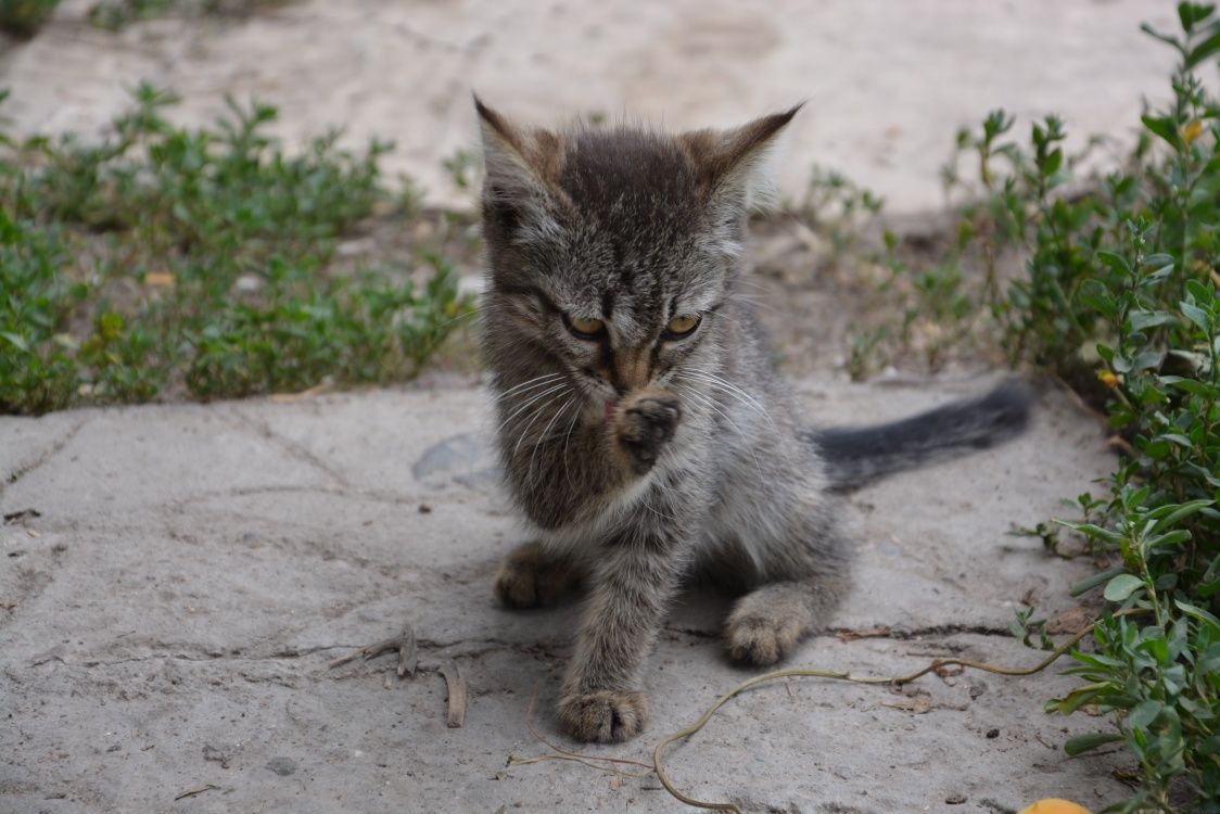 Котята в дар  игривые Мысык