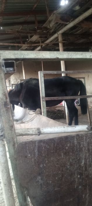 Moda toy sotiladi yeb yurgan toy