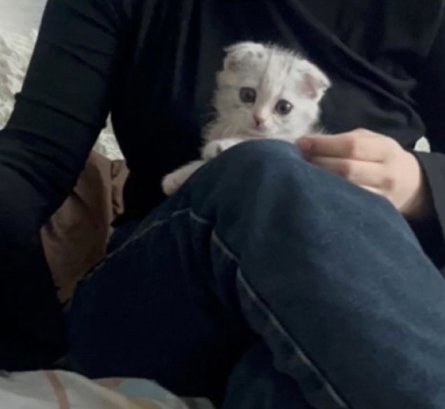 Кошечка вислоухая шотландец