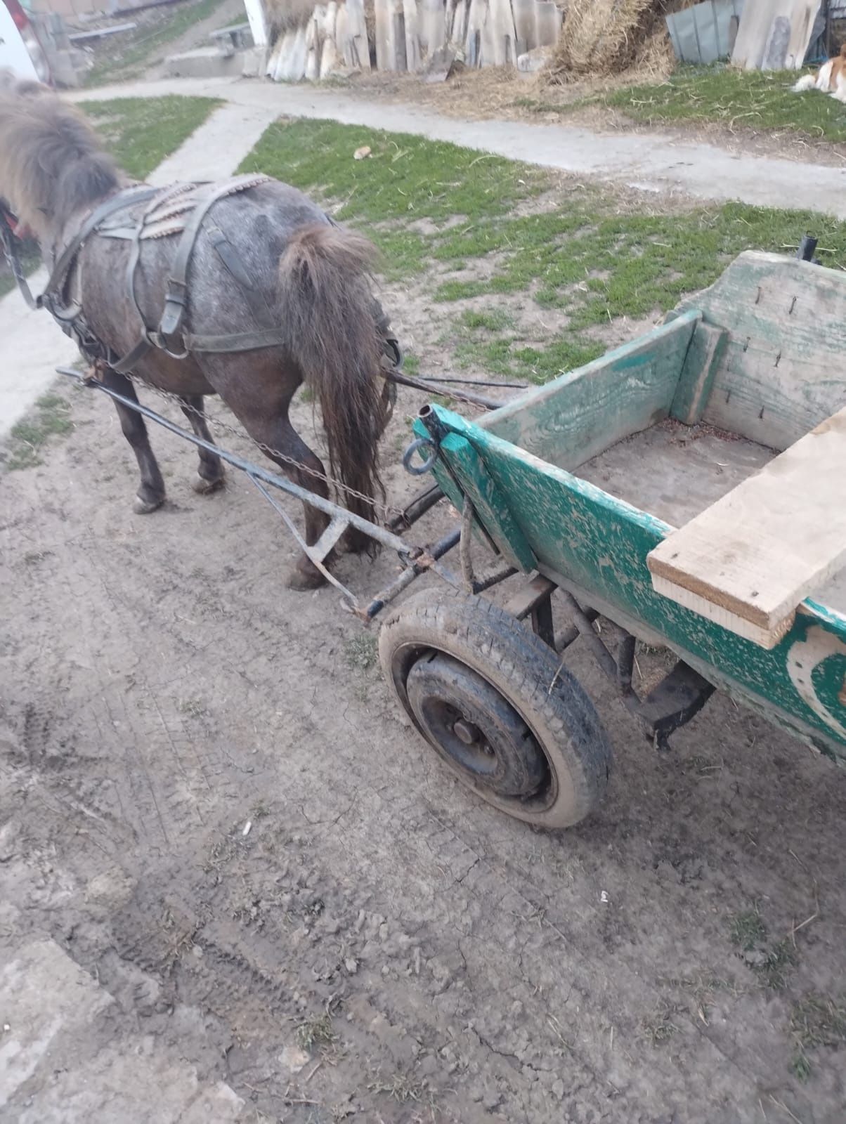 Vând poneita gestanta cum se vede.