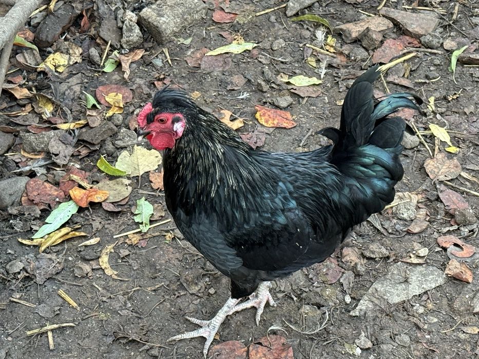 Cocosi motati de vanzare Arad