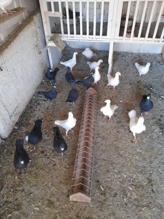 Vînd porumbei voiajori germani de ftumusețe