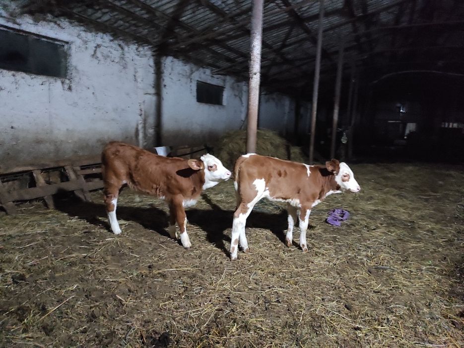 Vaca cu vitei de vanzare